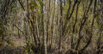 Bosques de Chiloé ganan la carrera en almacenaje de carbono