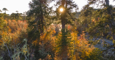 Caramávida, la desconocida Nahuelbuta