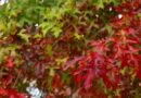 Otoño, época de transición y colores