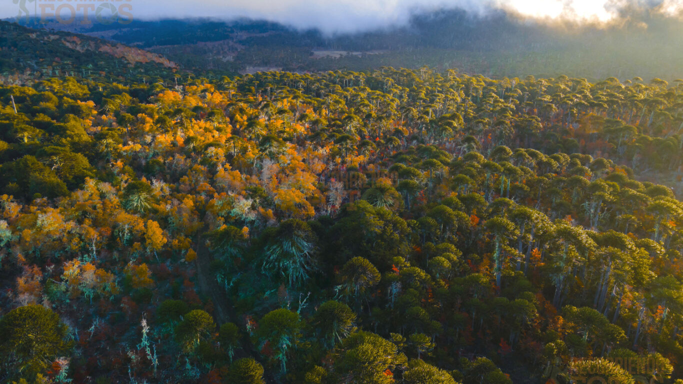Araucarias, Nahuelbuta