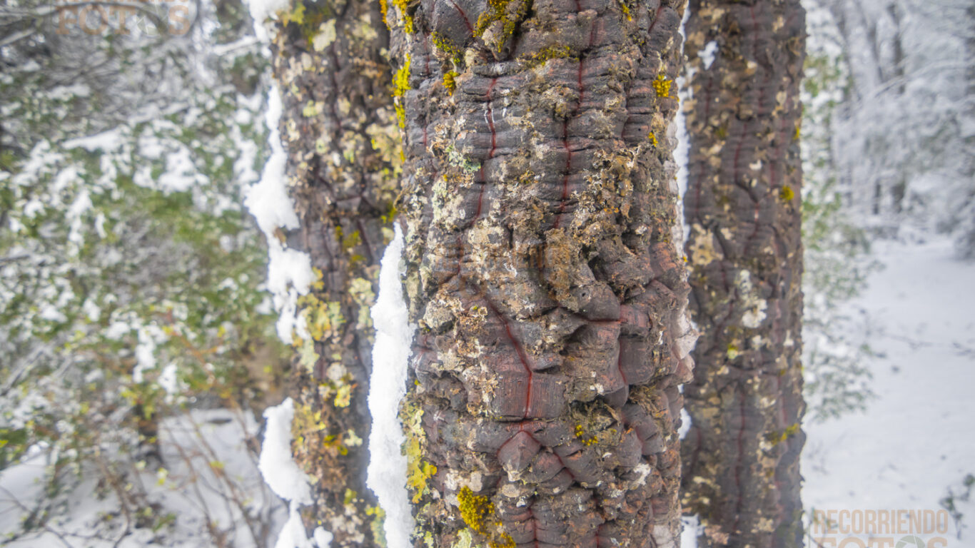 Caramavida, araucarias
