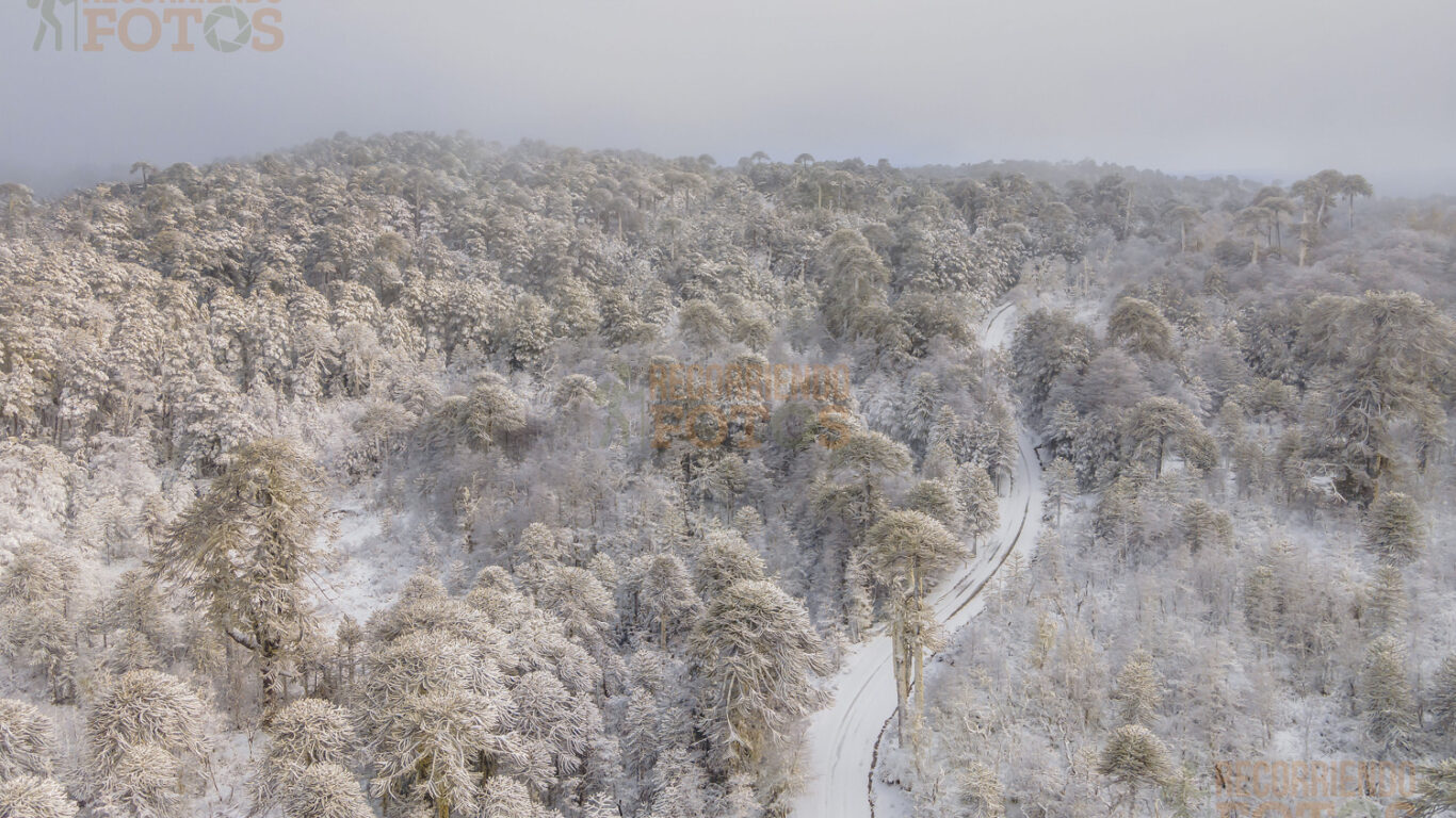 Caramavida, Trongol Alto