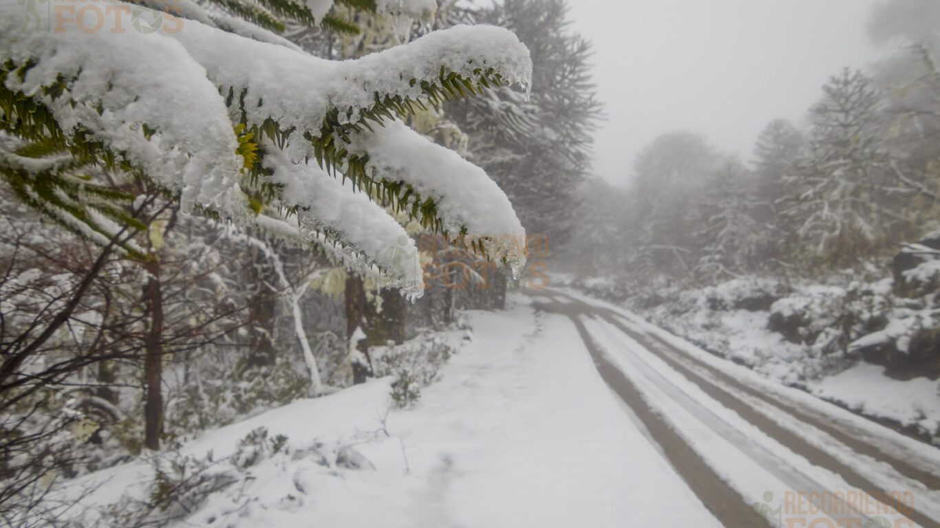 Caramavida, Trongol Alto
