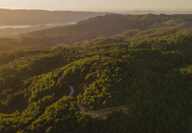 Trazado eléctrico, amenazaría bosque nativo en Hualqui y Chiguayante