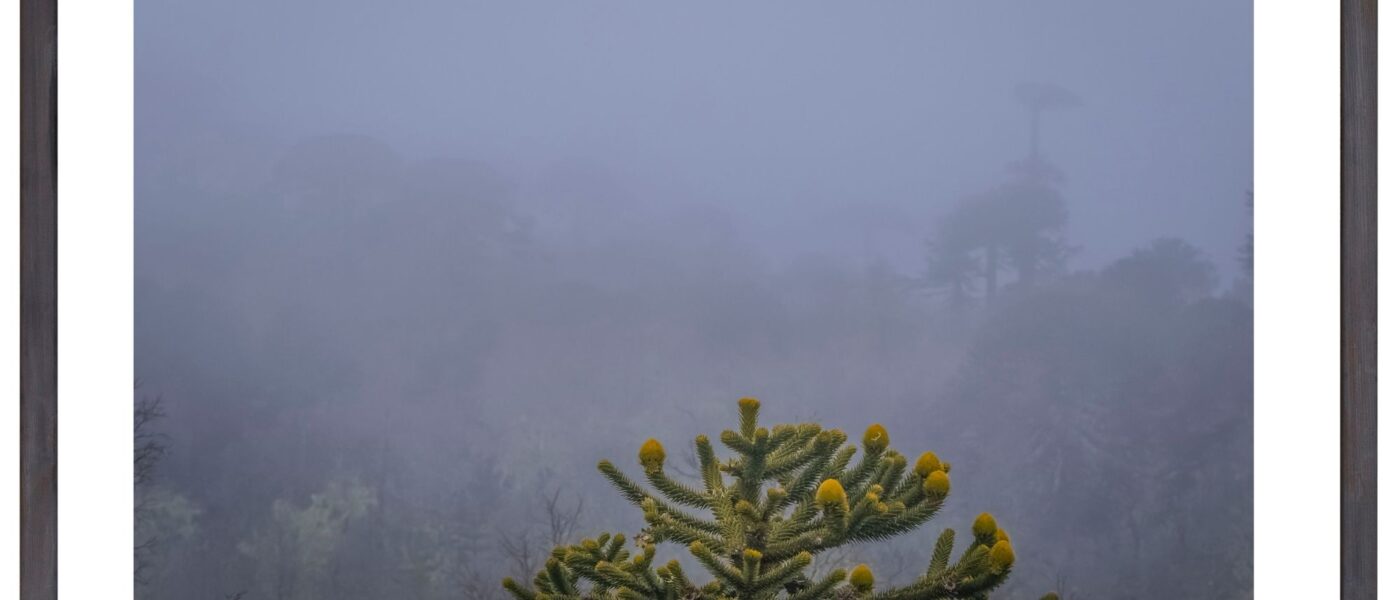 Araucarias, las reinas del bosque